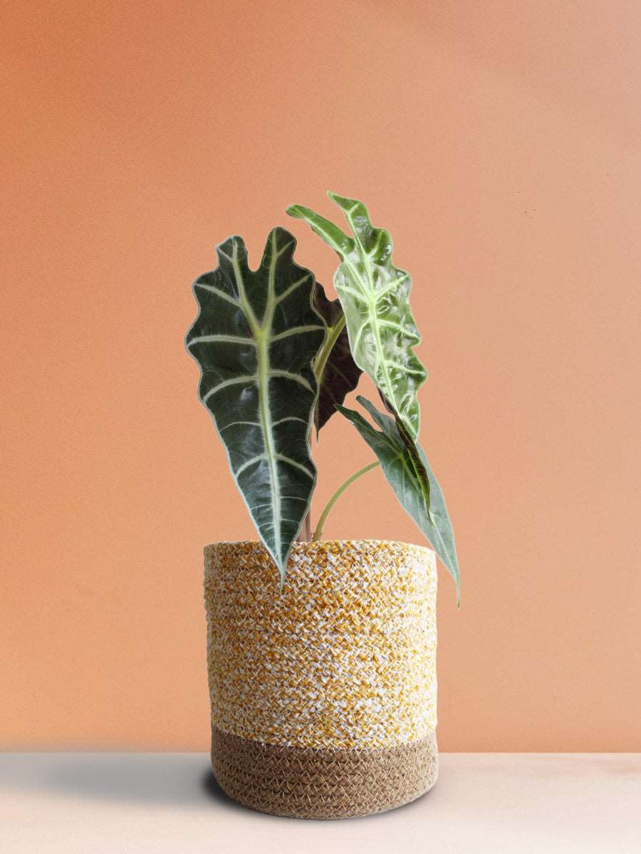 Shop Stunning large houseplant Alocasia Amazonica in high quality yellow cotton planter in India