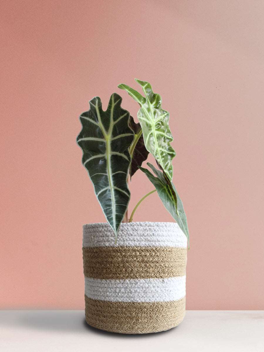Buy gorgeous large plant Alocasia Amazonica in high quality brown striped jute pot online