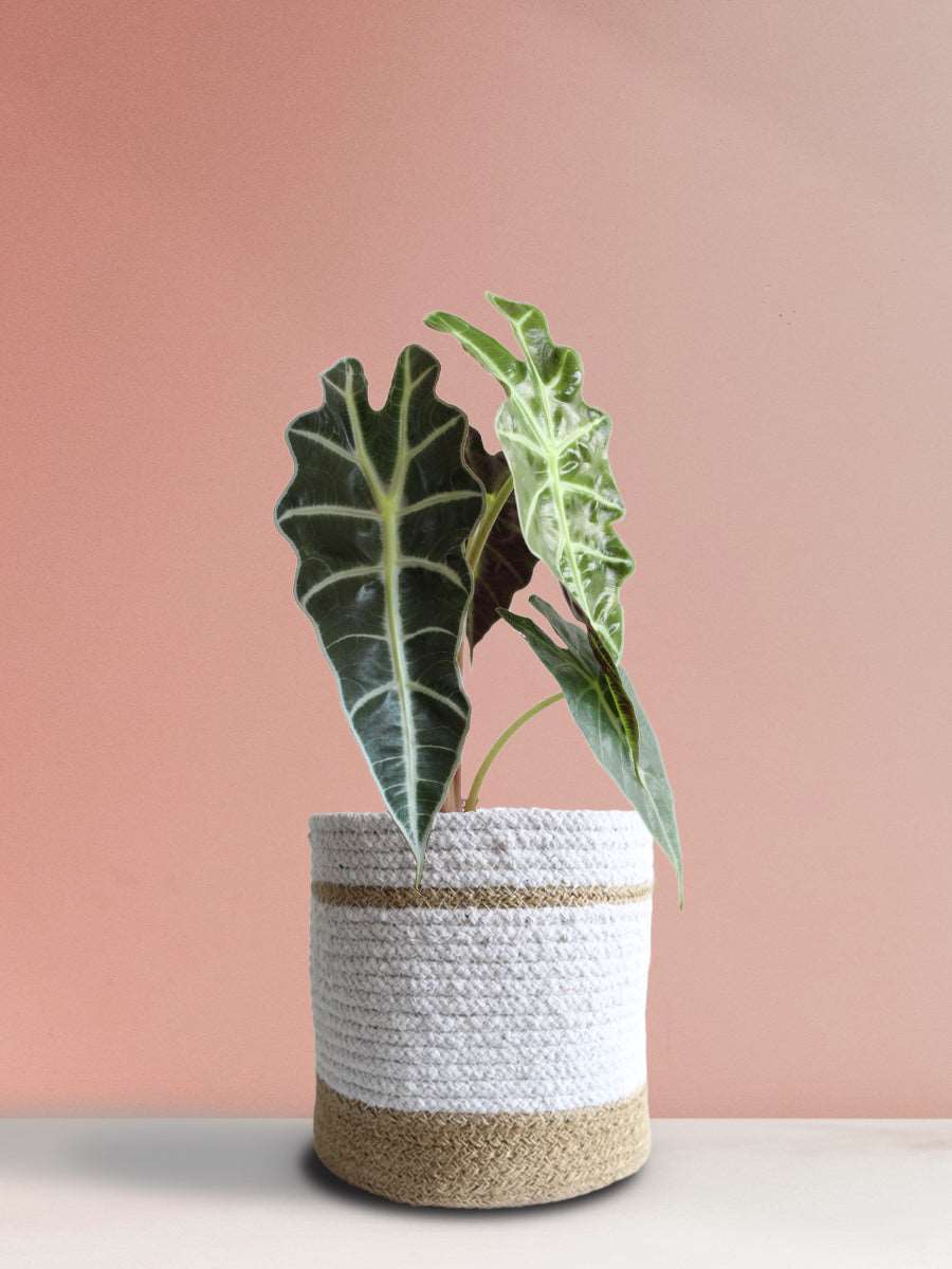 Gift colorful Alocasia Amazonica plant in premium white jute planter in India