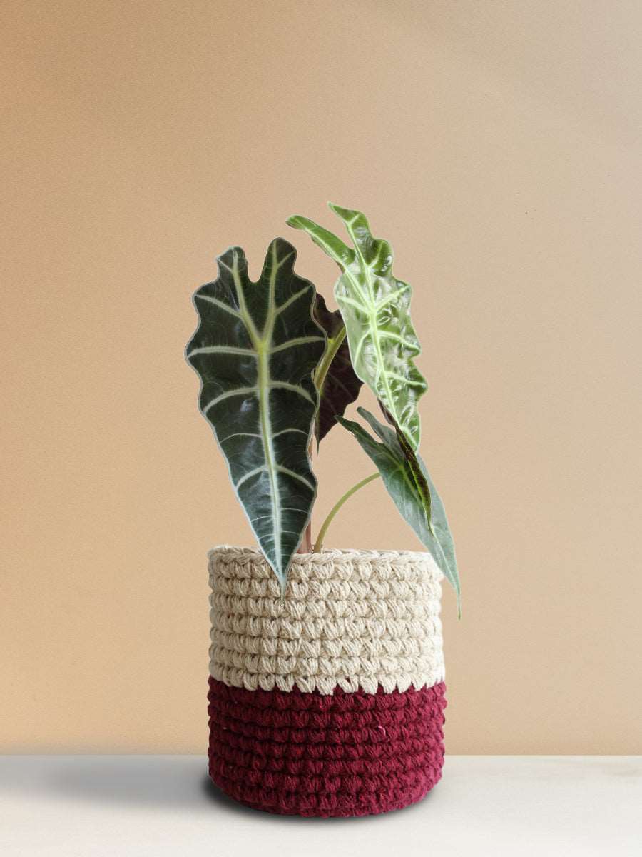 Shop Beautiful potted houseplant Alocasia Amazonica in eco-friendly red knitted cotton planter online