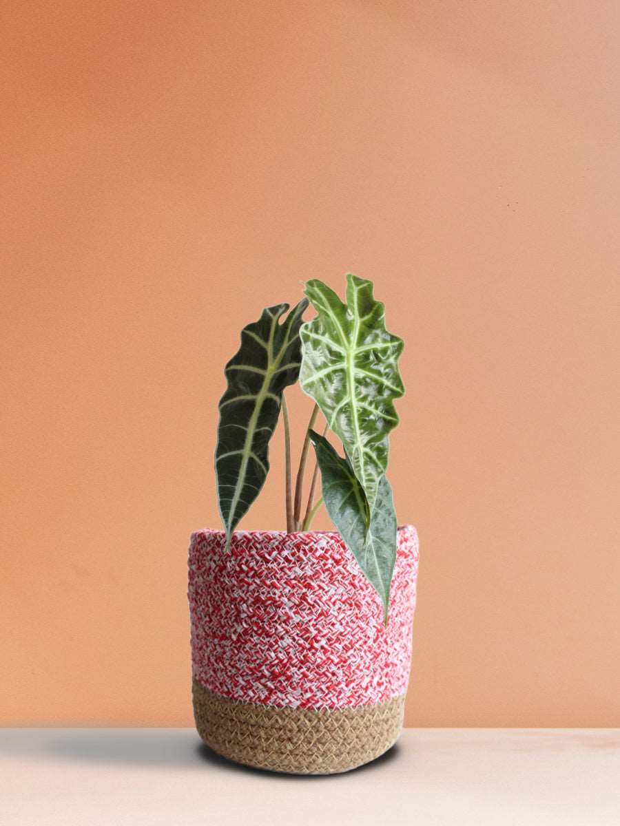 Alocasia Amazonica (Medium)