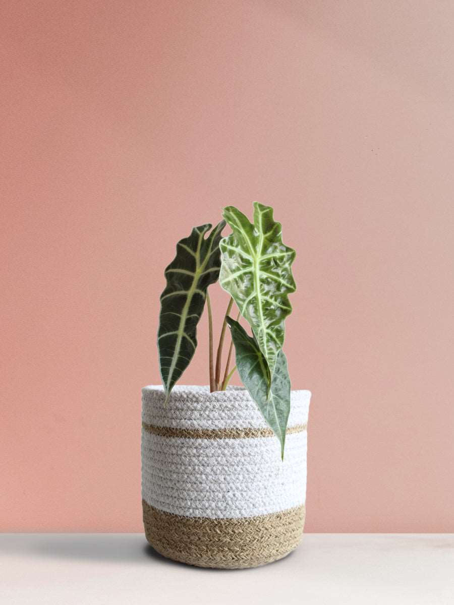 Alocasia Amazonica (Medium)