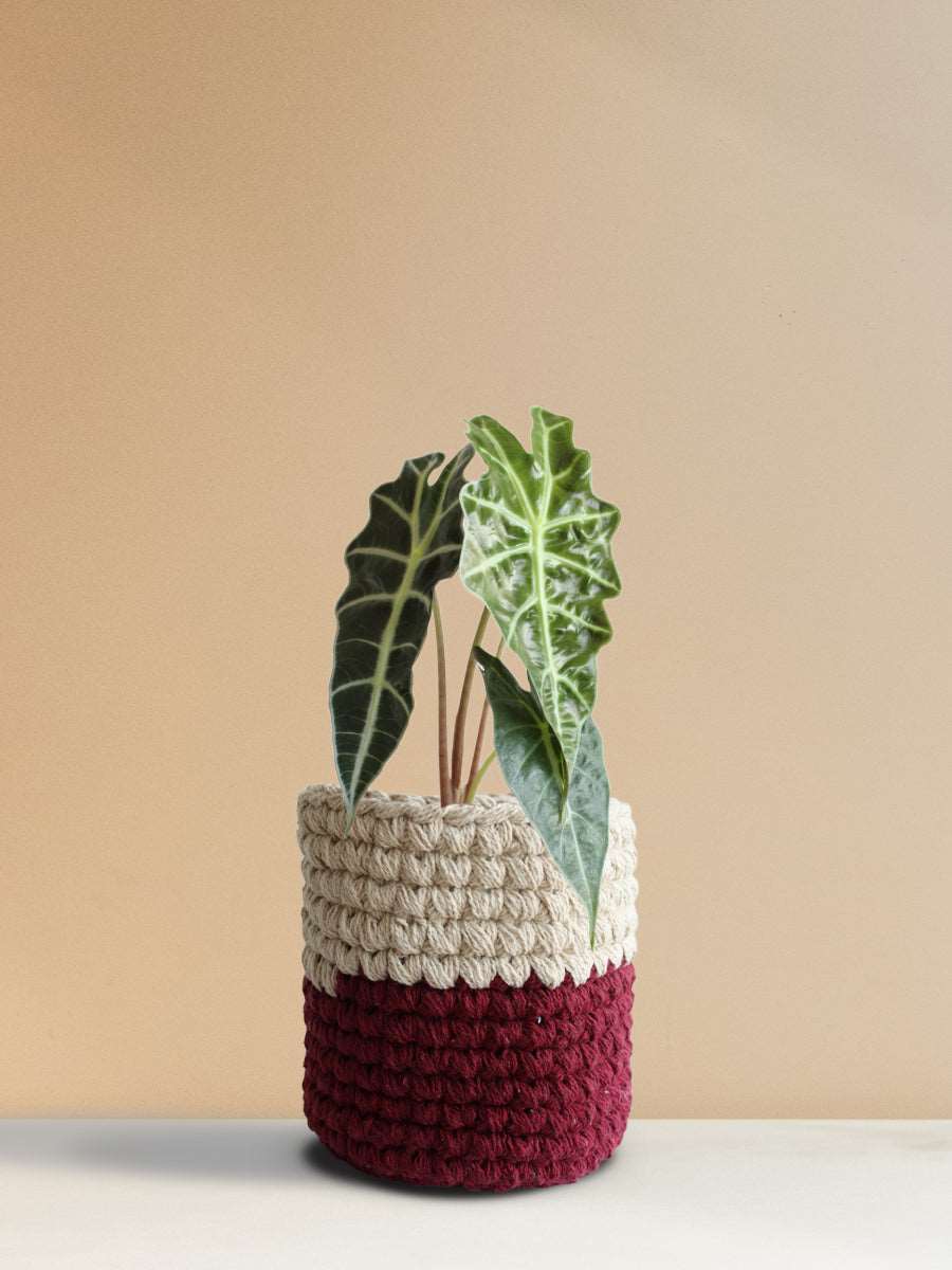 Alocasia Amazonica (Medium)
