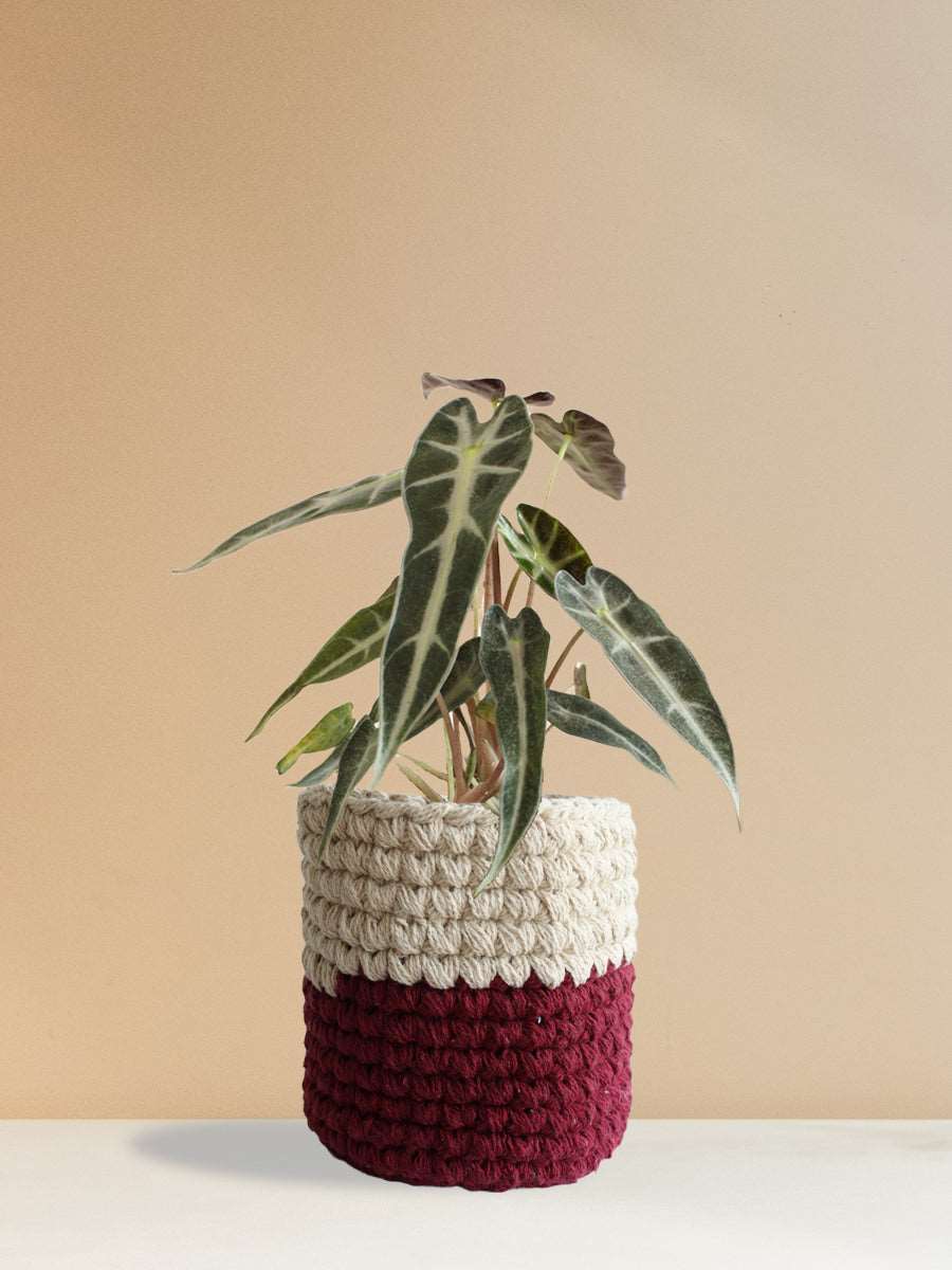 Alocasia Bambino Arrow (Medium)