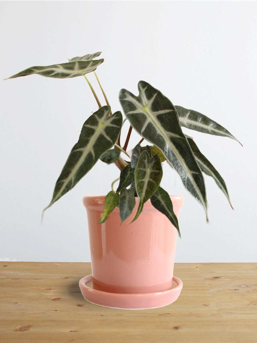 Alocasia Bambino Arrow (Small)
