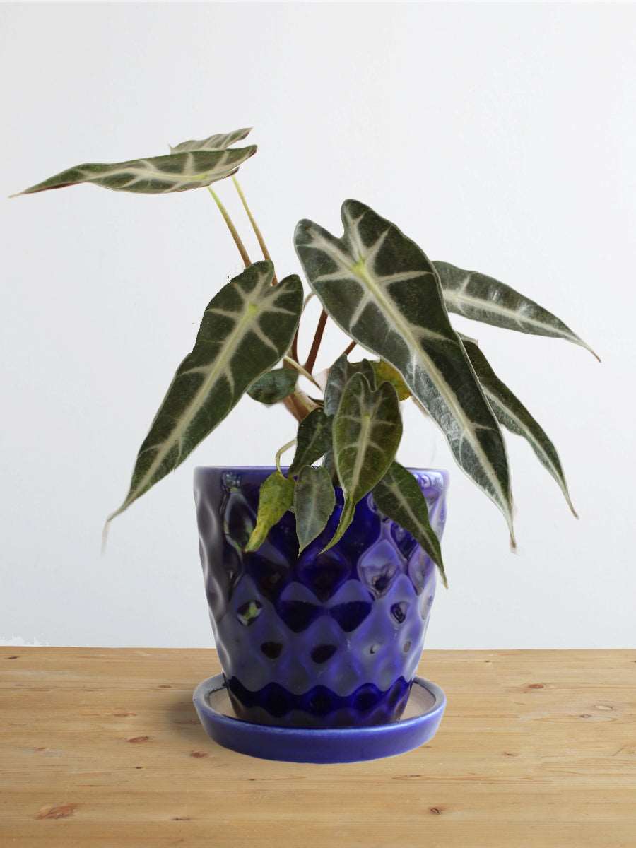 Alocasia Bambino Arrow (Small)