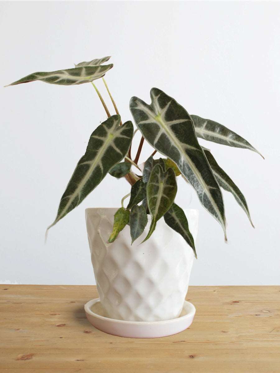 Alocasia Bambino Arrow (Small)