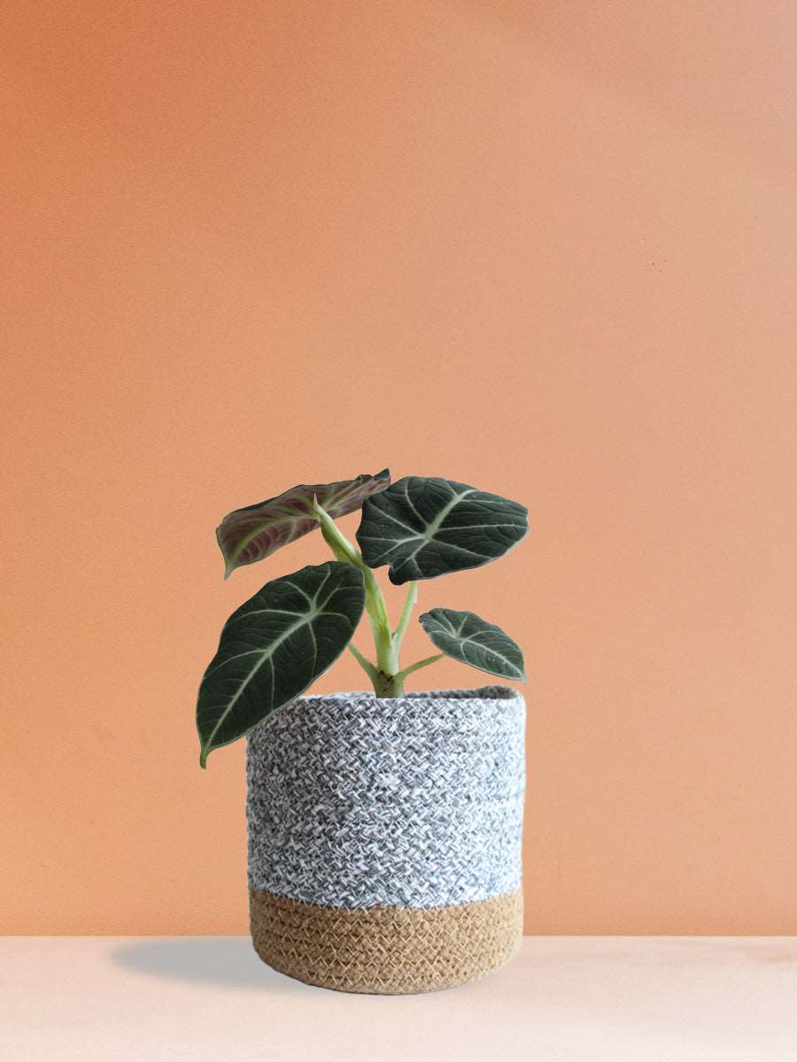 Alocasia Black Velvet (Medium)