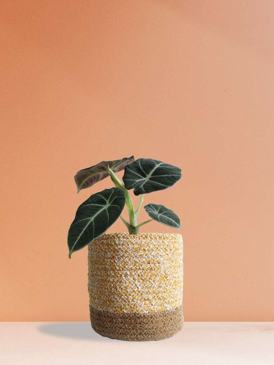 Alocasia Black Velvet (Medium)