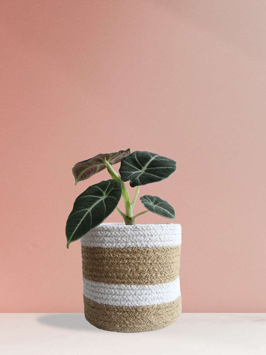 Alocasia Black Velvet (Medium)