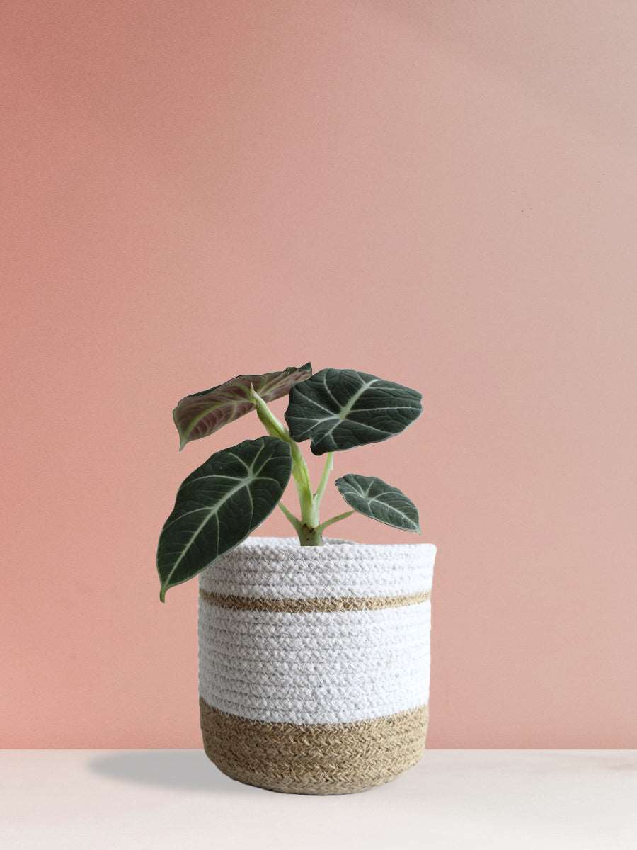 Alocasia Black Velvet (Medium)