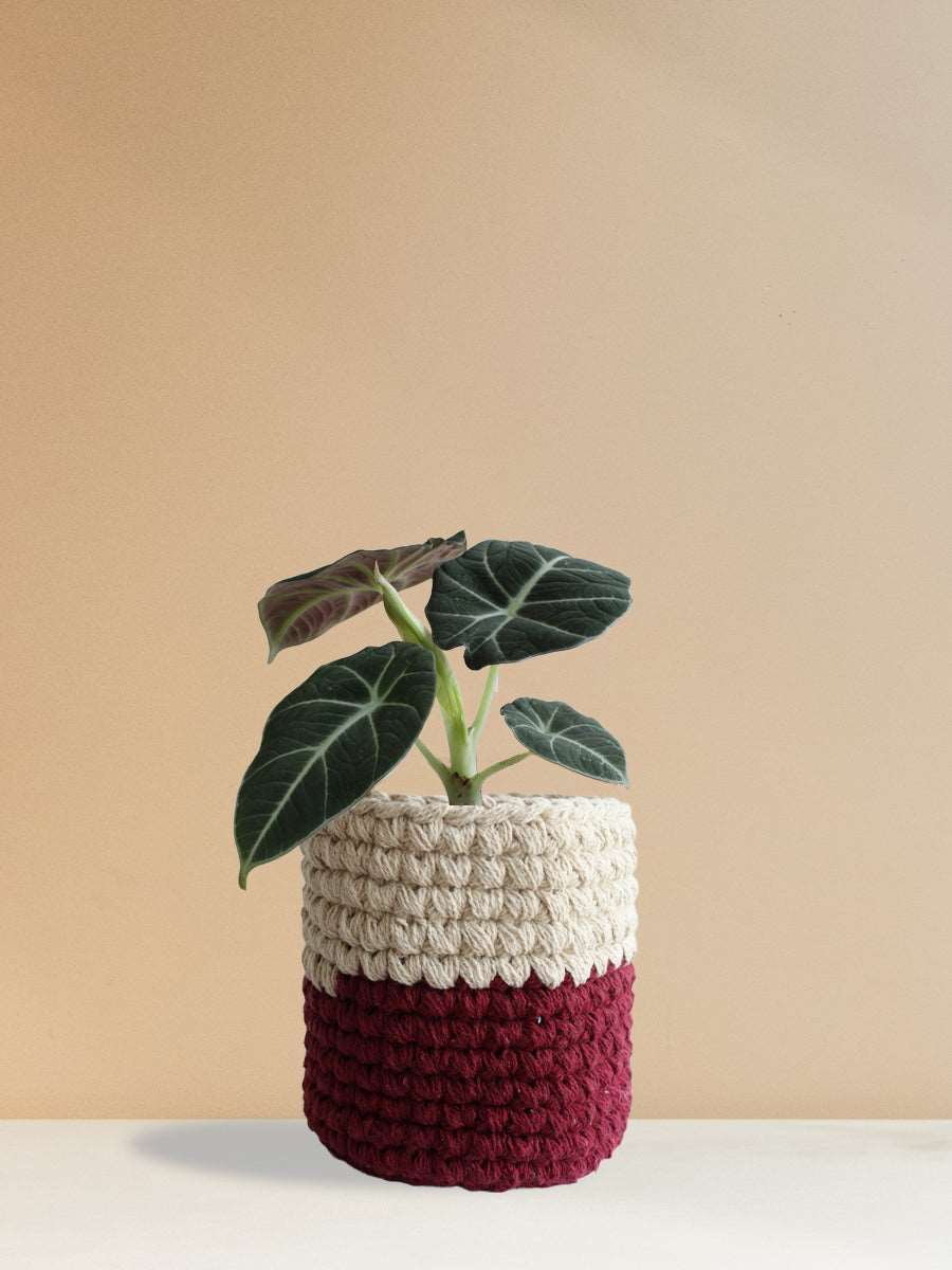 Alocasia Black Velvet (Medium)