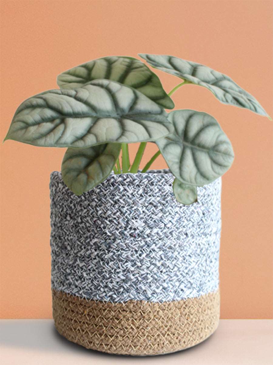 Alocasia Silver Dragon (Medium)
