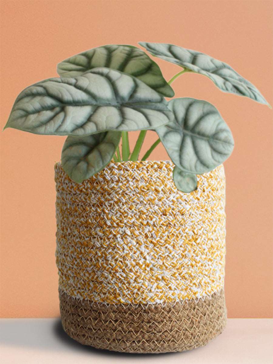 Alocasia Silver Dragon (Medium)