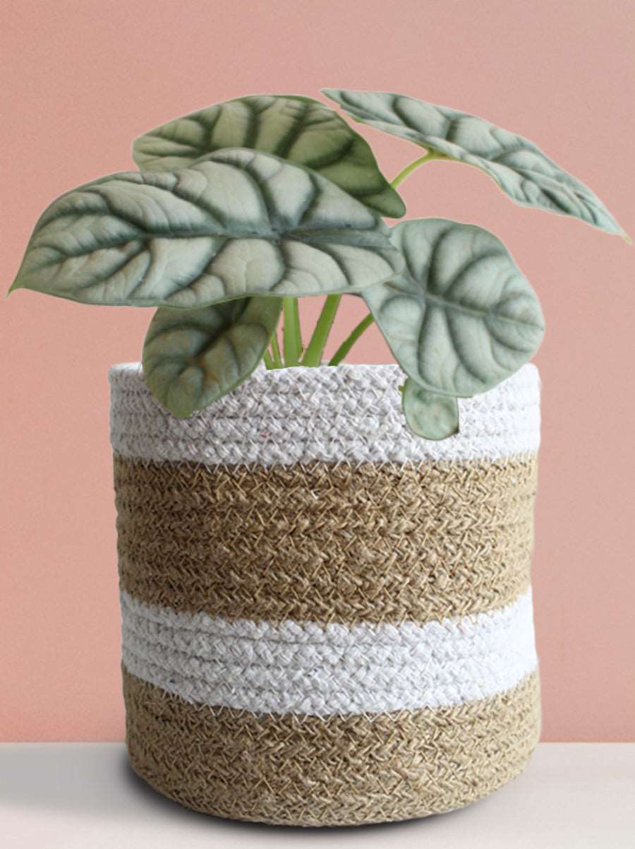 Alocasia Silver Dragon (Medium)