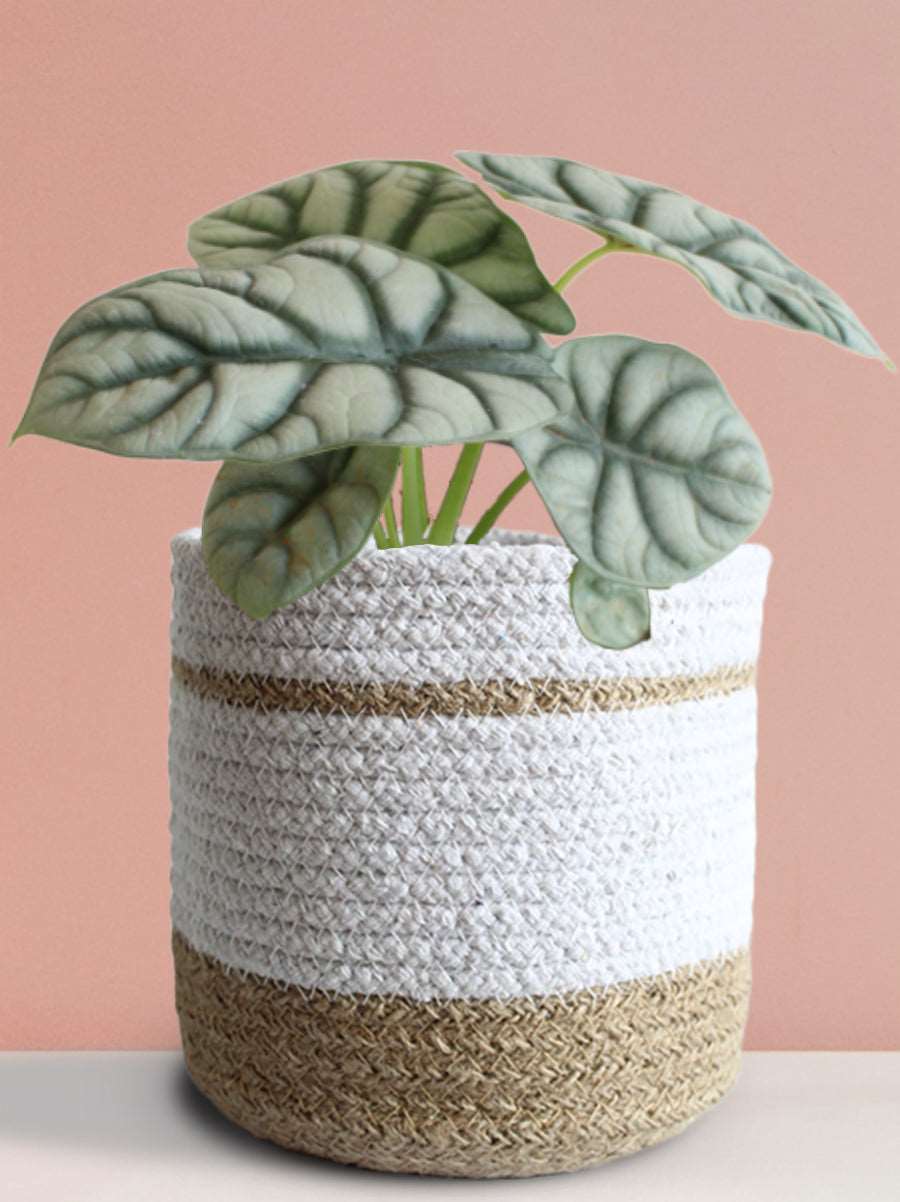 Alocasia Silver Dragon (Medium)