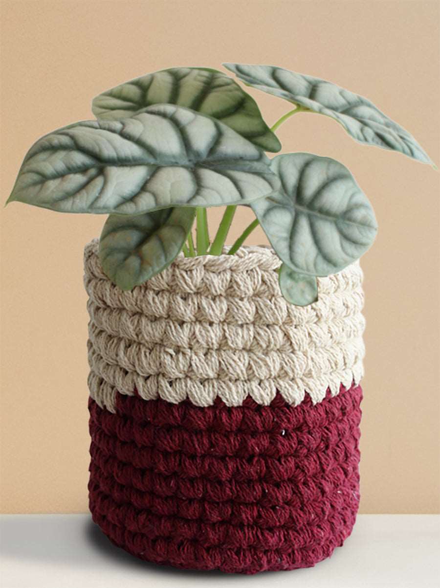 Alocasia Silver Dragon (Medium)