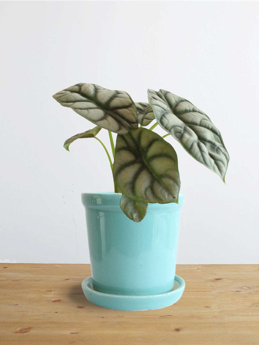 Alocasia Silver Dragon (Small)
