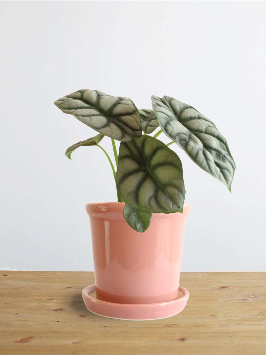 Alocasia Silver Dragon (Small)