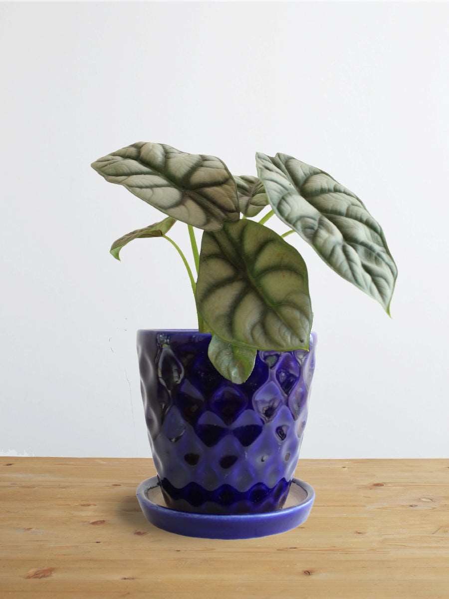 Alocasia Silver Dragon (Small)