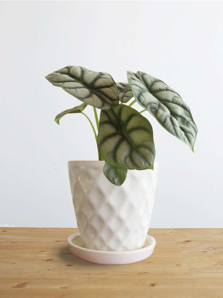 Alocasia Silver Dragon (Small)