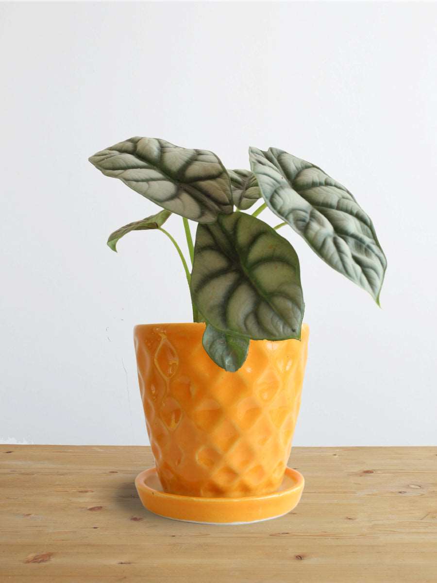 Alocasia Silver Dragon (Small)