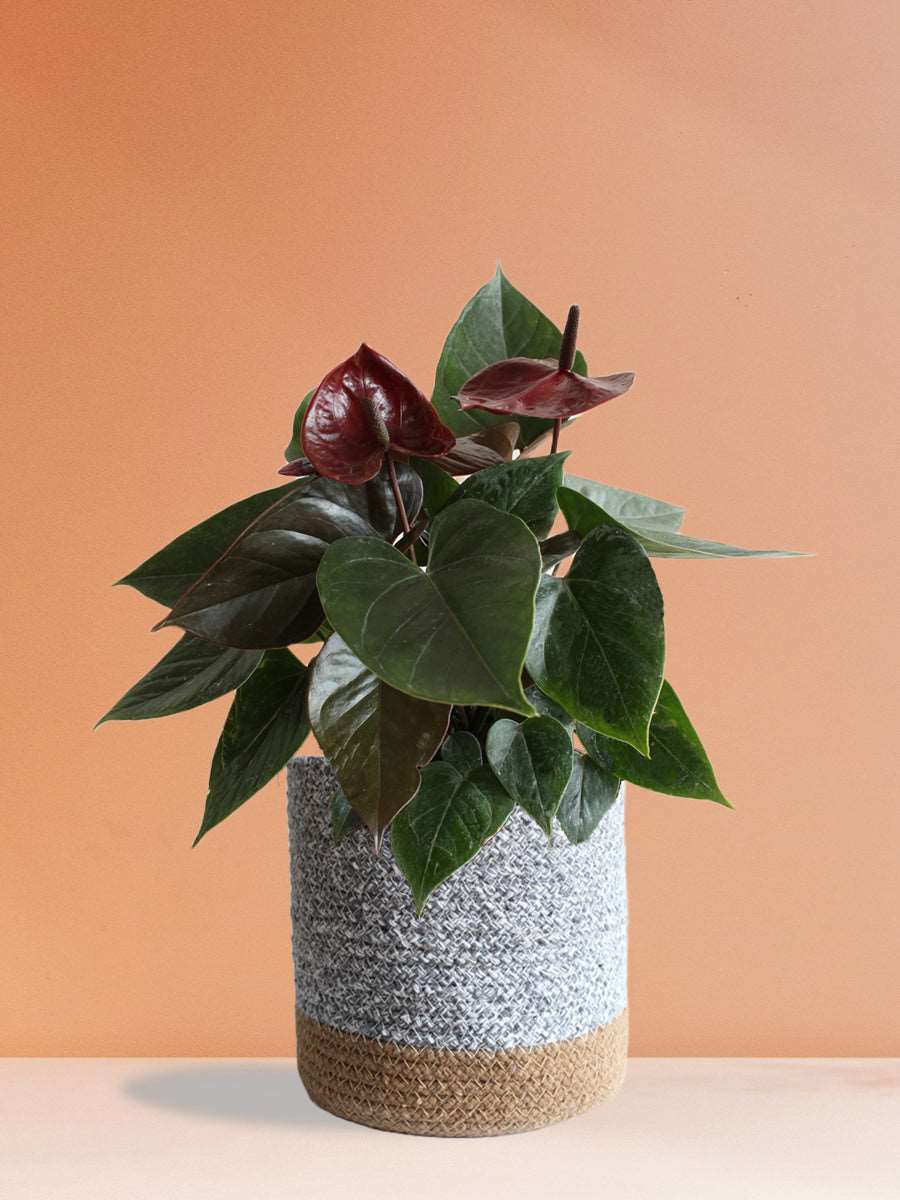 Anthurium Chocolate (Large)
