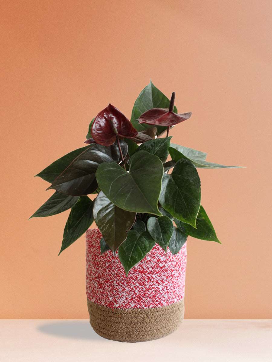 Anthurium Chocolate (Large)