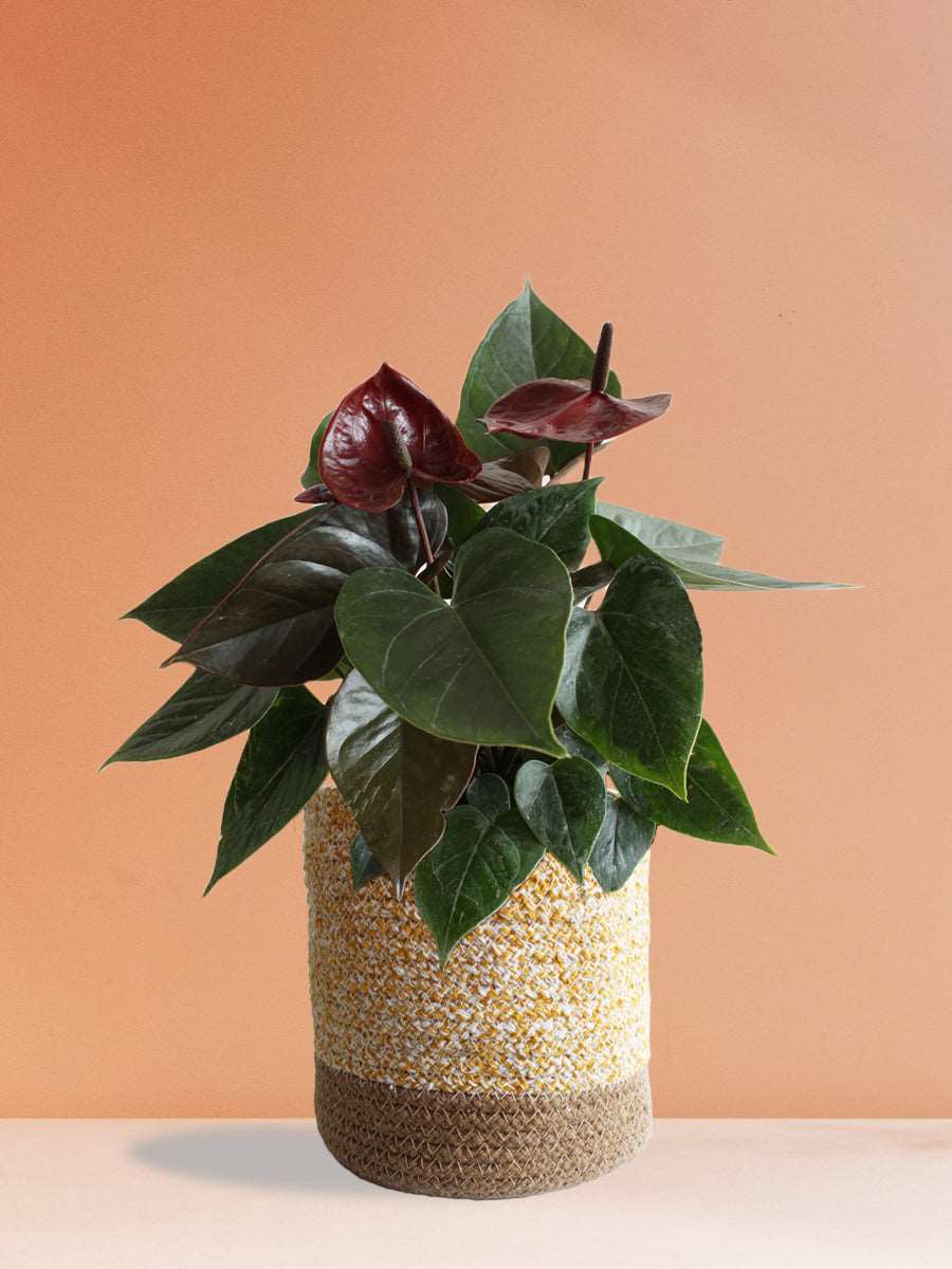 Anthurium Chocolate (Large)