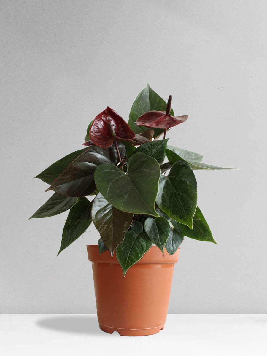 Anthurium Chocolate (Large)