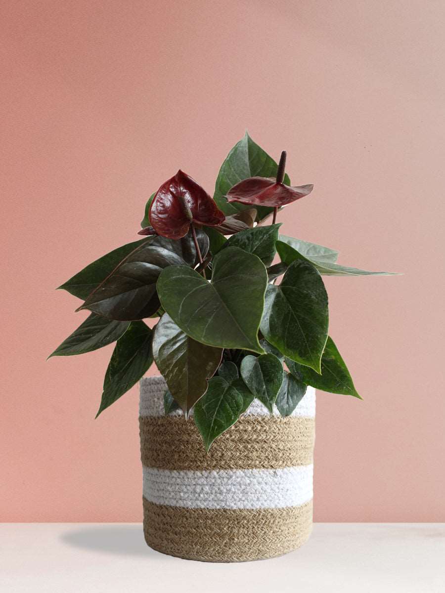 Anthurium Chocolate (Large)