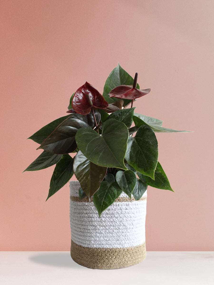 Anthurium Chocolate (Large)