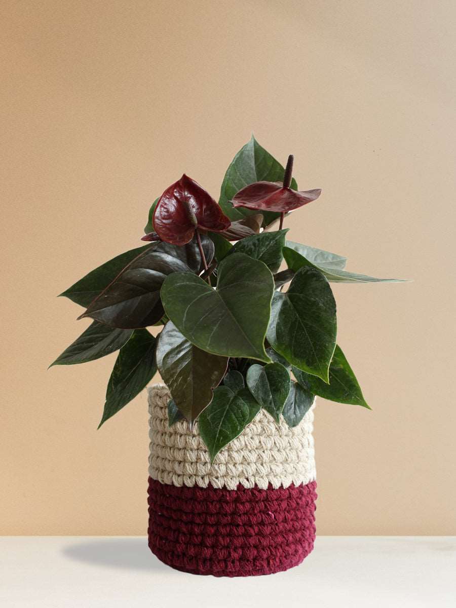 Anthurium Chocolate (Large)