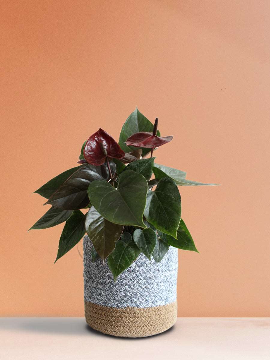 Anthurium Chocolate (Medium)