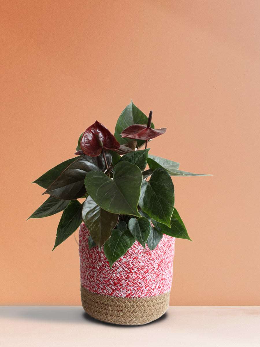 Anthurium Chocolate (Medium)