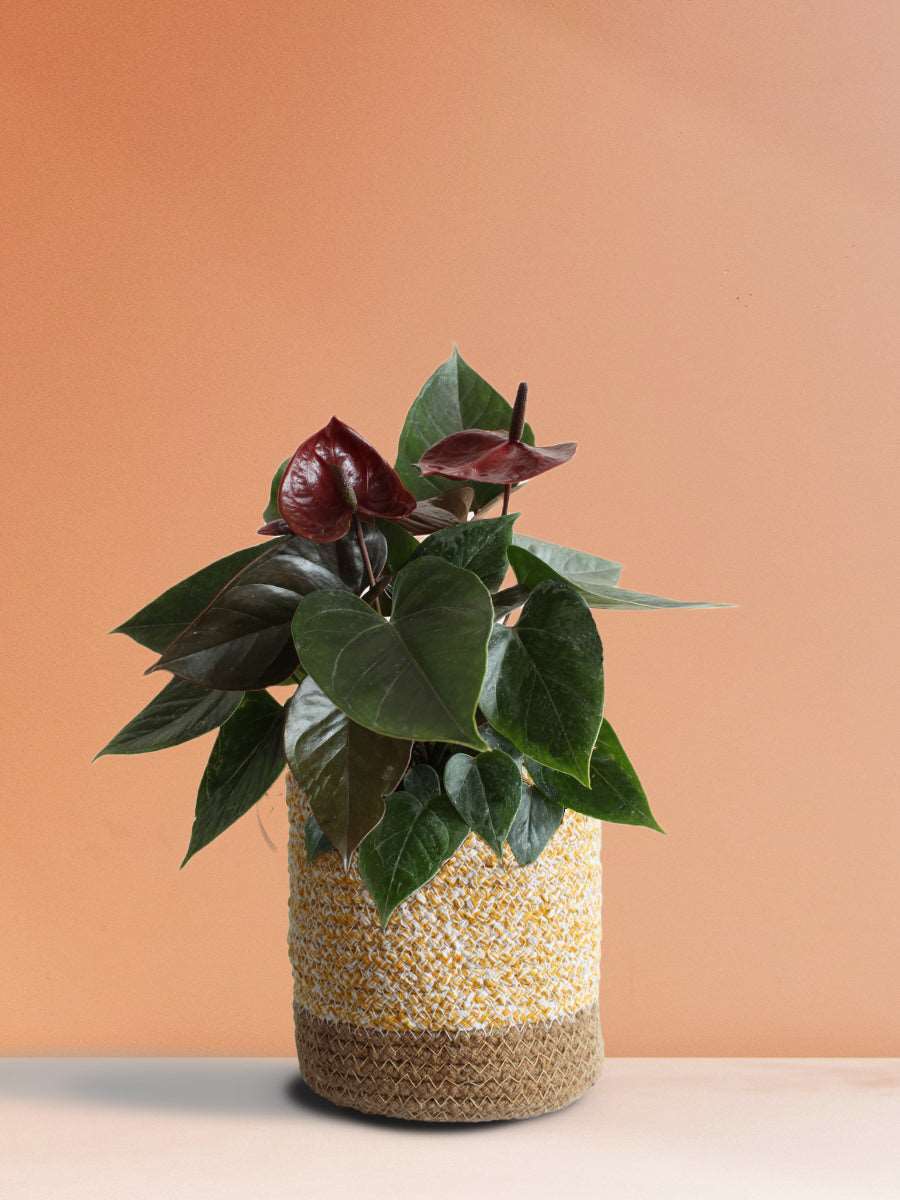 Anthurium Chocolate (Medium)