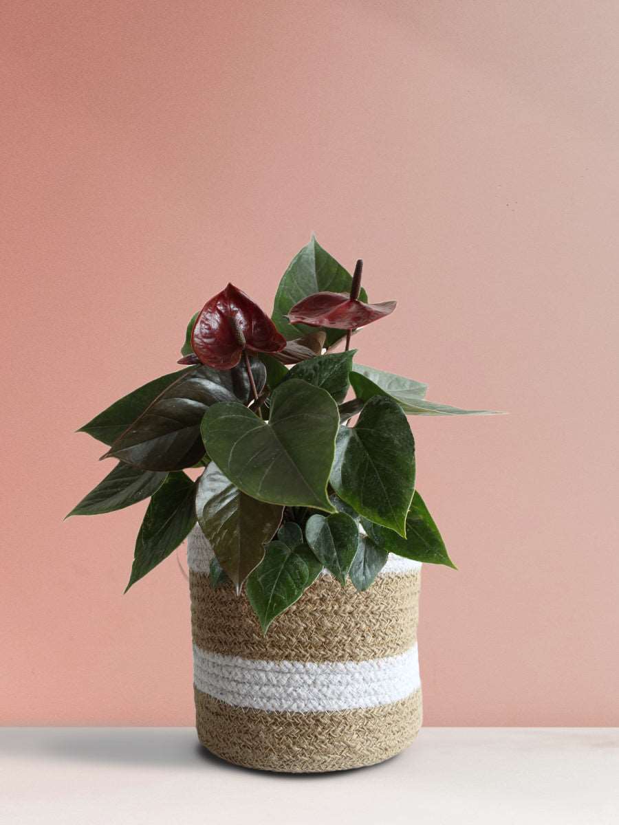 Anthurium Chocolate (Medium)