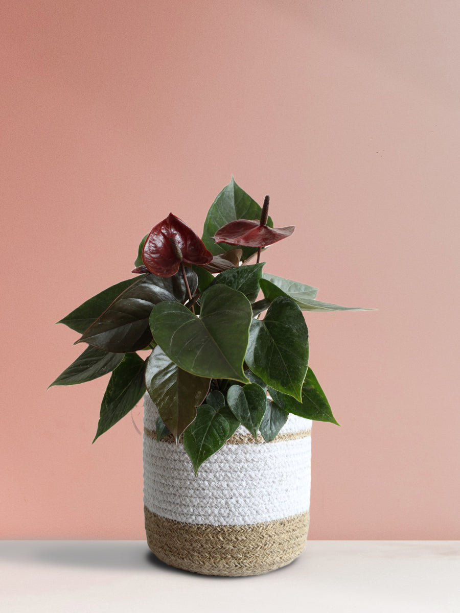 Air-Purifying Flowering Plants Combo