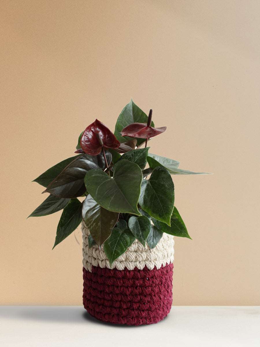 Anthurium Chocolate (Medium)