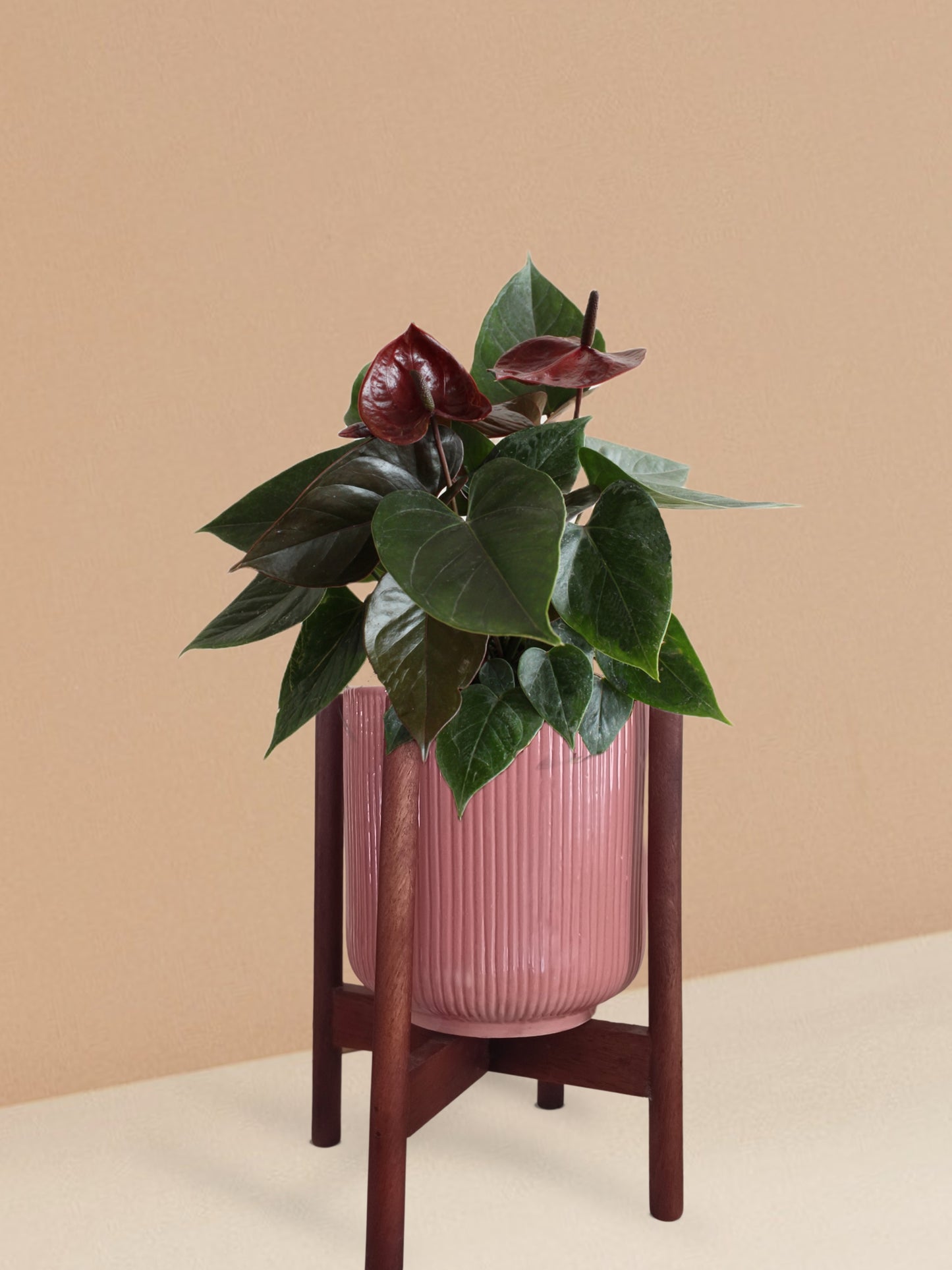 Anthurium Chocolate Plant in Ceramic Pot (Medium)