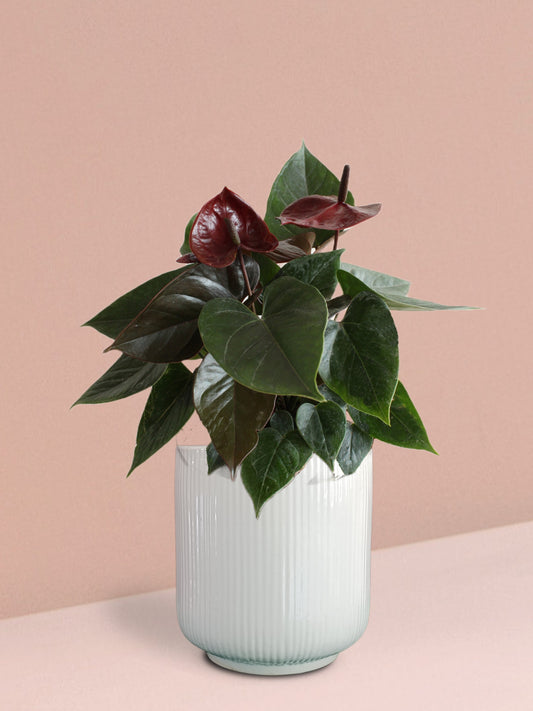 Anthurium Chocolate Plant in Ceramic Pot (Medium)