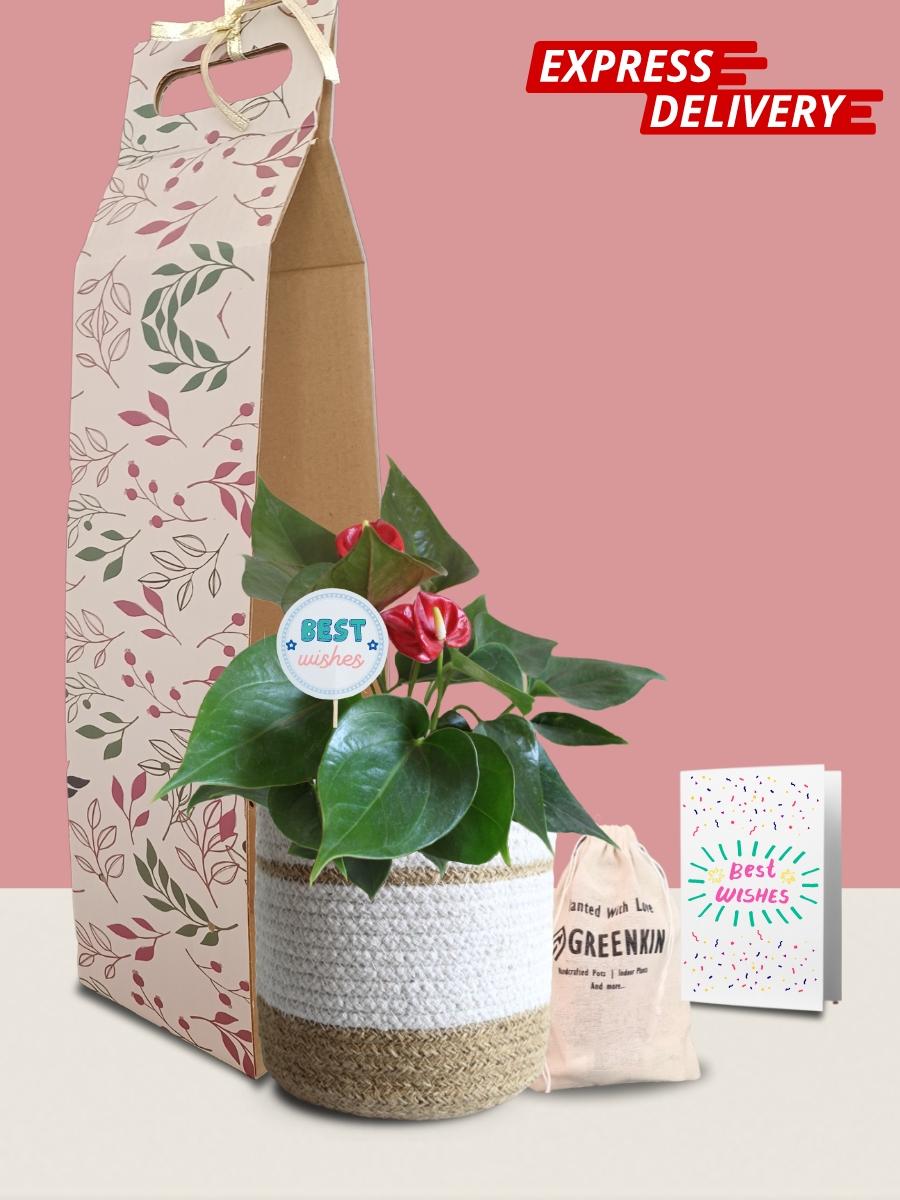 Anthurium Mini Red Plant Gift in Eco Pot (Medium)