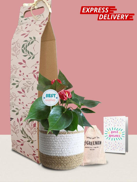 Anthurium Mini Red Plant Gift in Eco Pot (Medium)