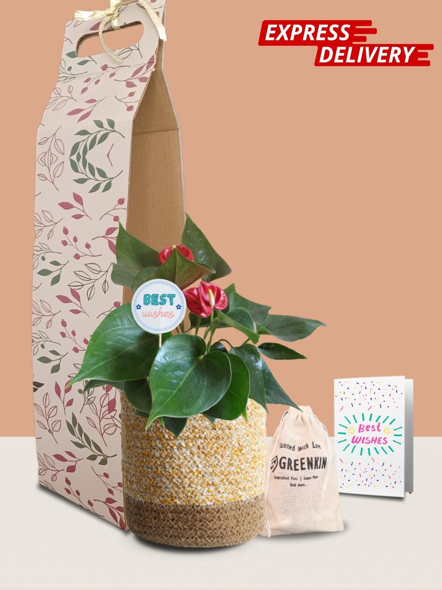 Anthurium Mini Red Plant Gift in Eco Pot (Medium)