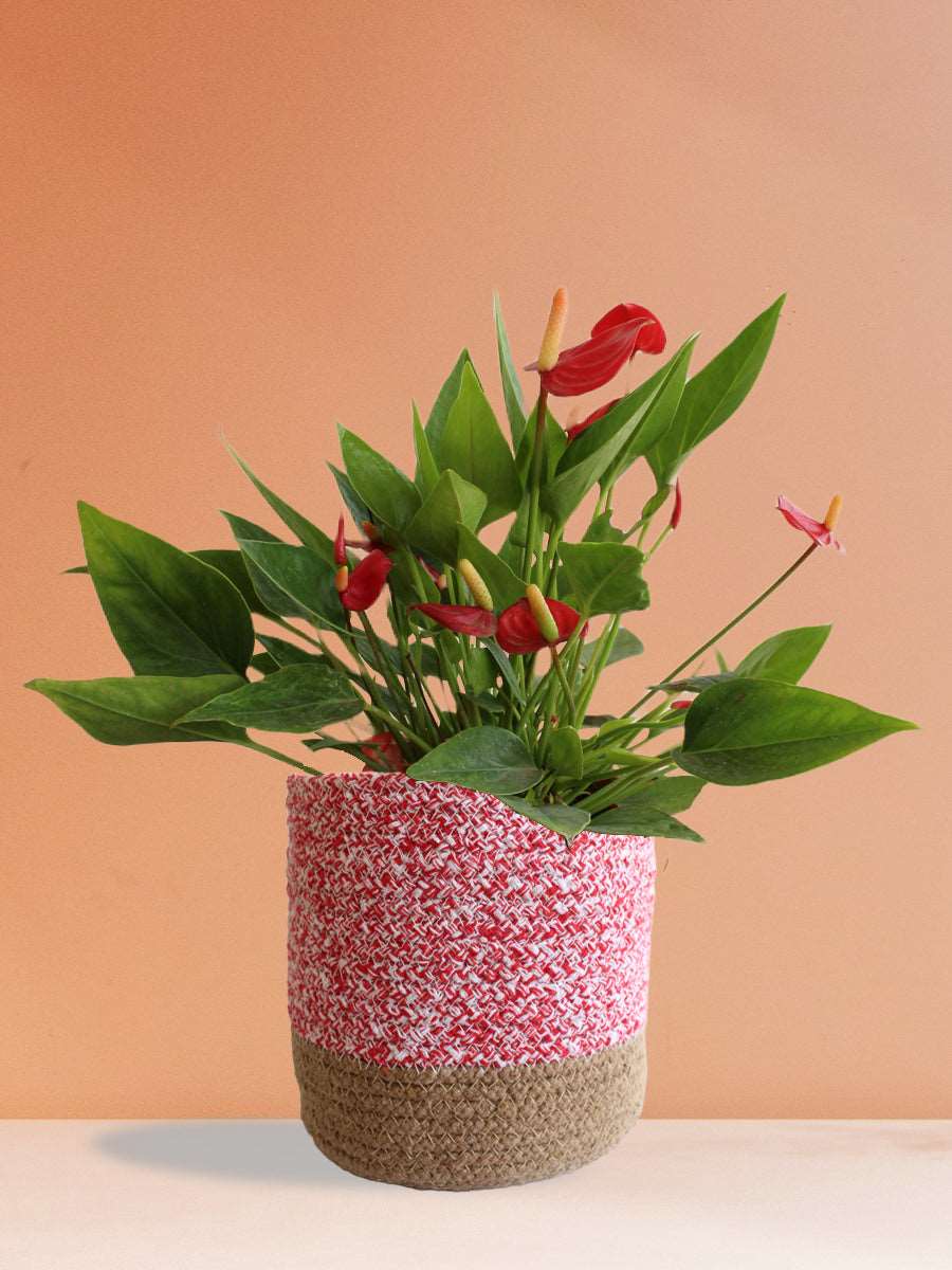 Anthurium Mini Red (Large)