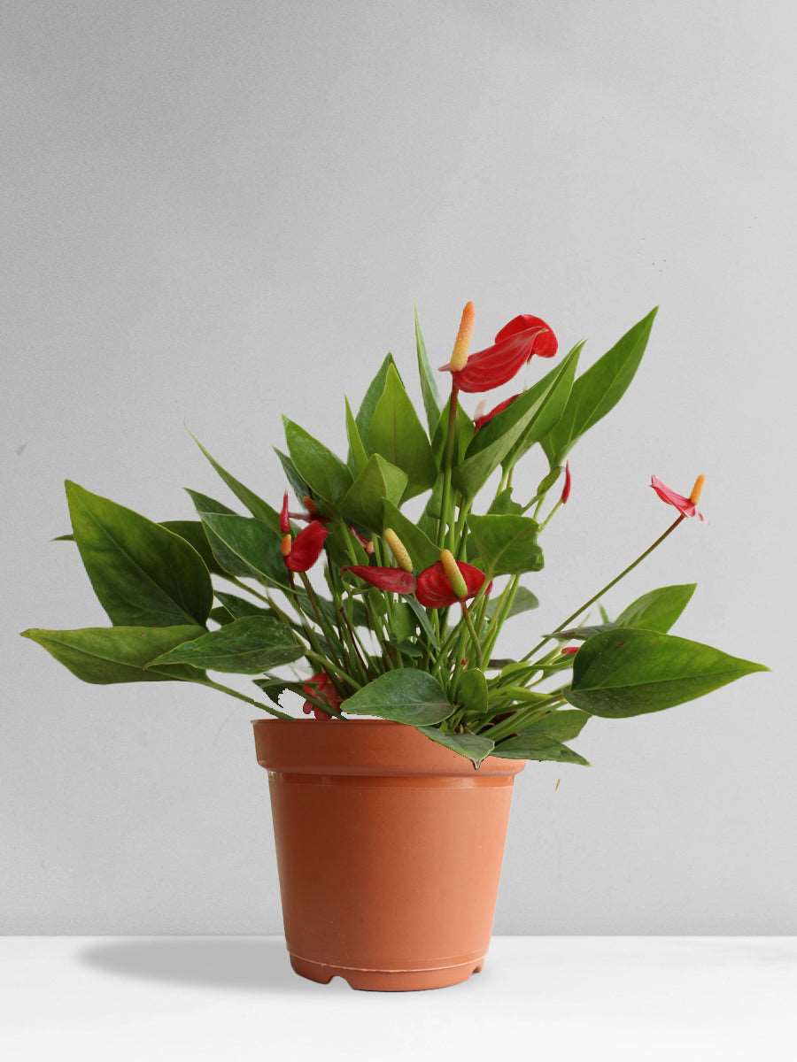 Anthurium Mini Red (Large)