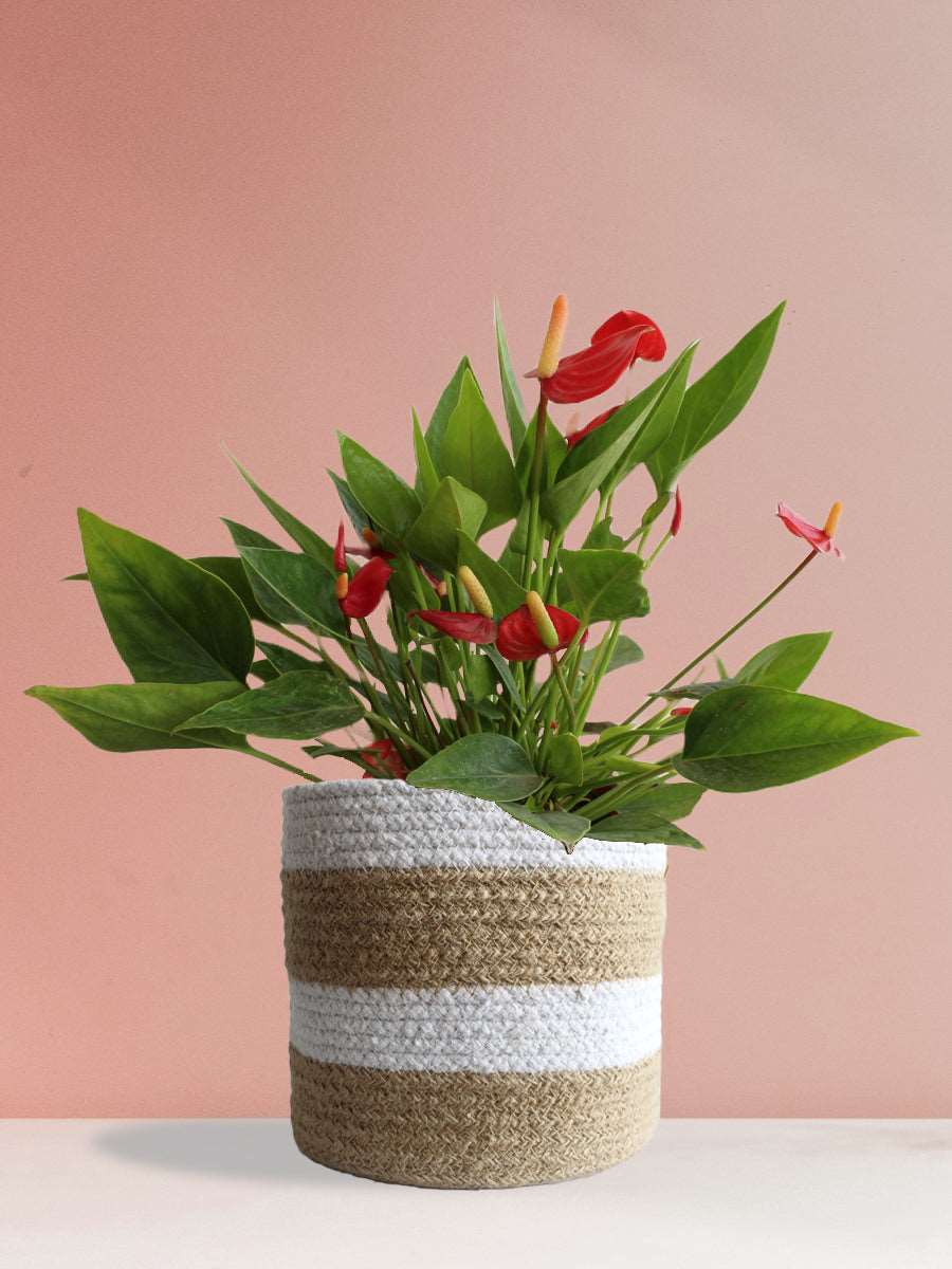 Anthurium Mini Red (Large)