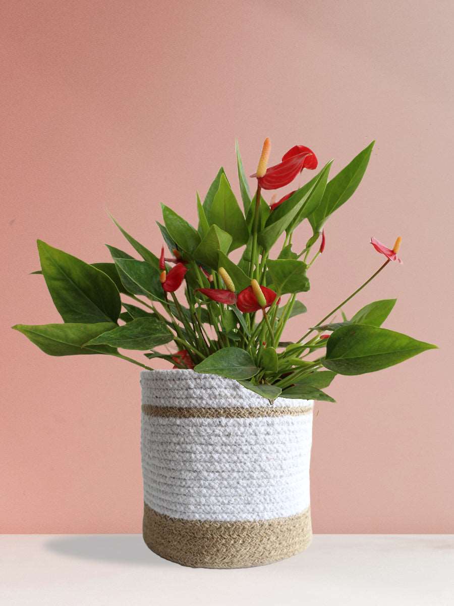 Anthurium Mini Red (Large)