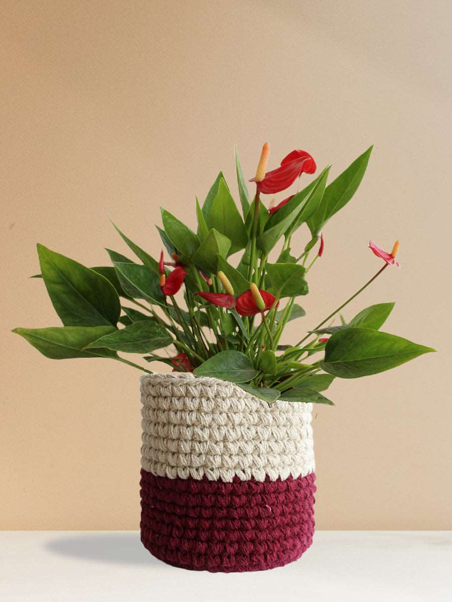 Anthurium Mini Red (Large)