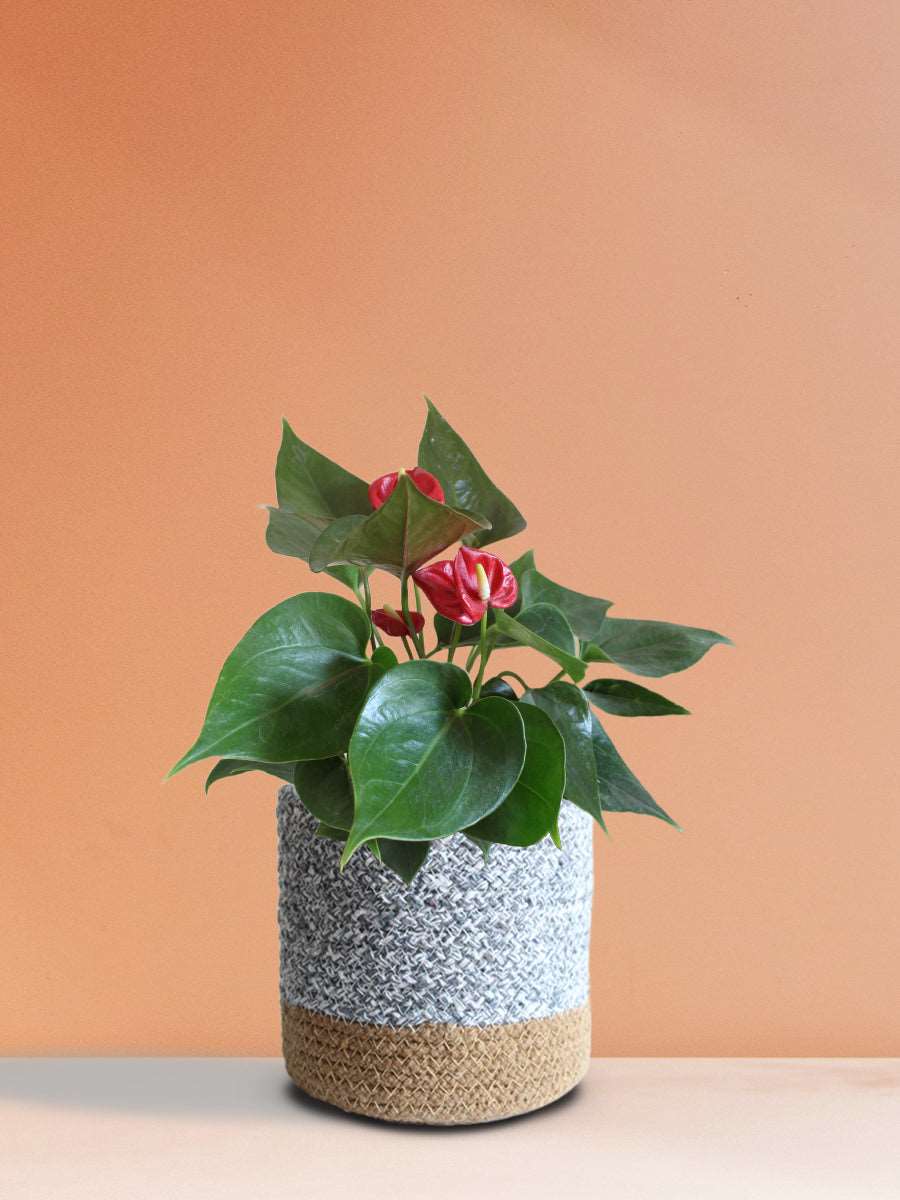 Anthurium Mini Red (Medium)